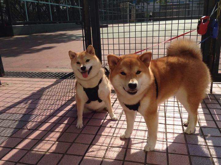 -基层联赛推动体育下沉城市体育基础建设加快发展，基层体育竞赛的比赛方法
