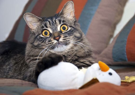 著名篮球教练推出青训课程推广科学训练理念，青少年篮球教练培训教案