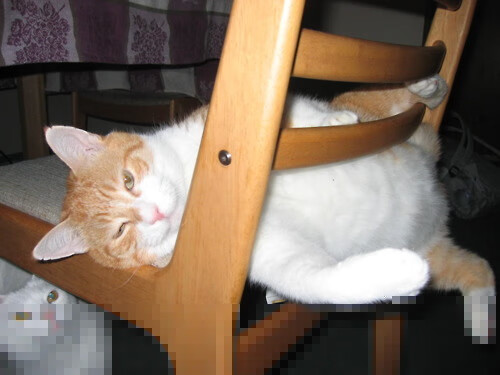 黎巴嫩男篮在西亚锦标赛中奋勇夺冠，冲击奥运入场门票，男篮黎巴嫩冲突视频